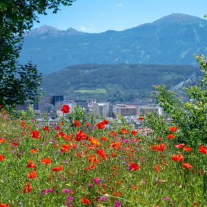 Ansicht Blumenwiese ZIMA Tirol am Sonnenhang Innsbruck, Mohnblumen, Blick über Innsbruck im Hintergrund